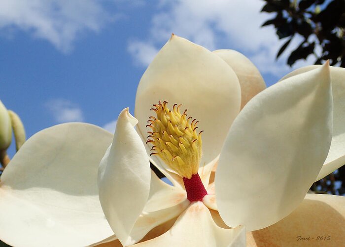 Magnolia Greeting Card featuring the photograph Magnolia Blossom by Farol Tomson
