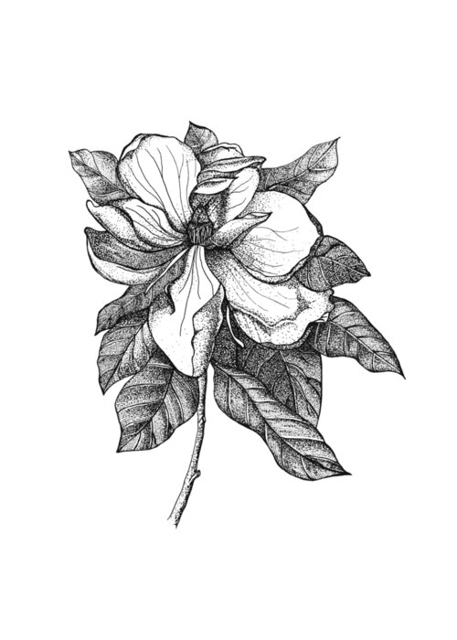 Magnolia Greeting Card featuring the drawing Magnolia flower by Jessica Mileur