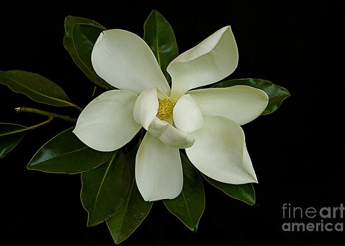 White Flower Greeting Card featuring the photograph Magnolia Flower by Nicola Fiscarelli