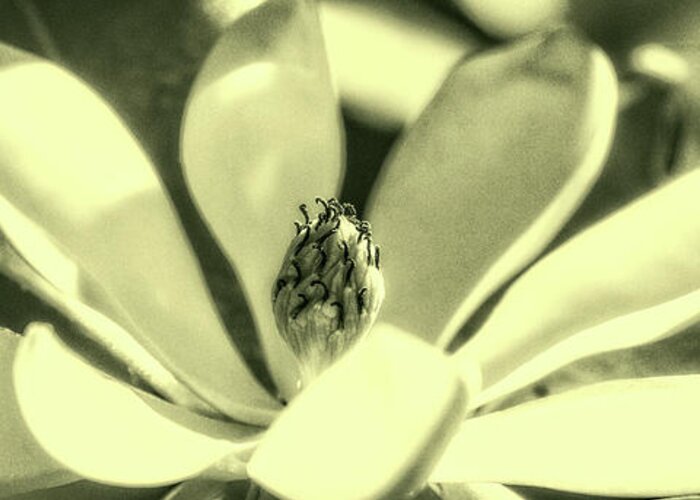 Flowers Greeting Card featuring the photograph Magnolia by Garry McMichael
