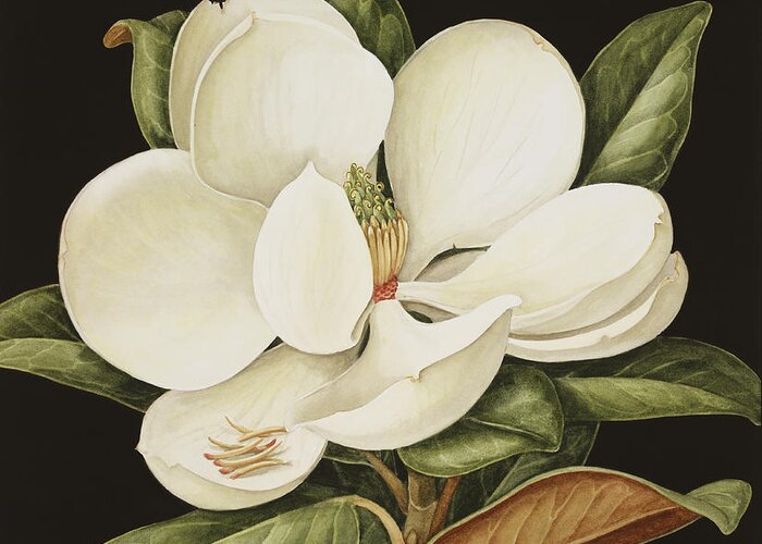 Still-life Greeting Card featuring the painting Magnolia Grandiflora by Jenny Barron