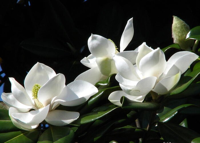Patzer Greeting Card featuring the photograph Magnolia by Greg Patzer
