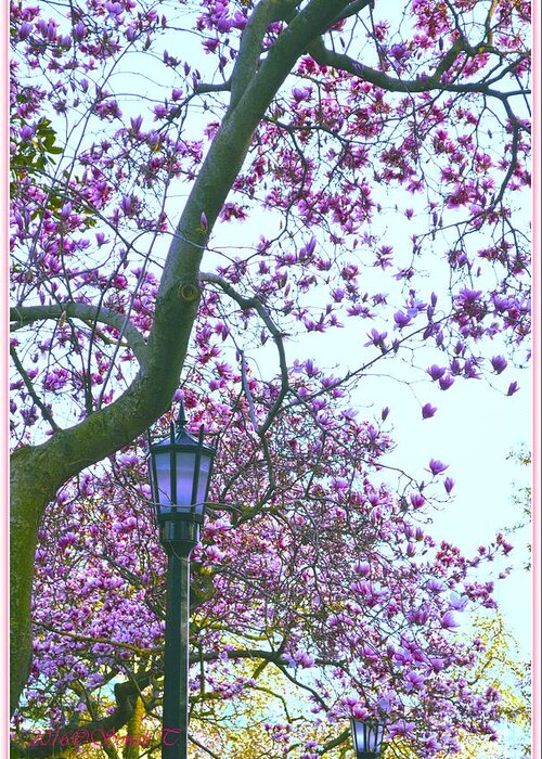 Magnolia Greeting Card featuring the photograph Magnolia Light by Sonali Gangane