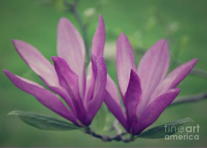  Greeting Card featuring the photograph Magnolia Liliiflora by Janice Pariza
