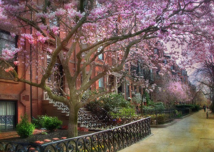 Back Bay Greeting Card featuring the photograph Magnolia Trees in Spring - Back Bay Boston by Joann Vitali