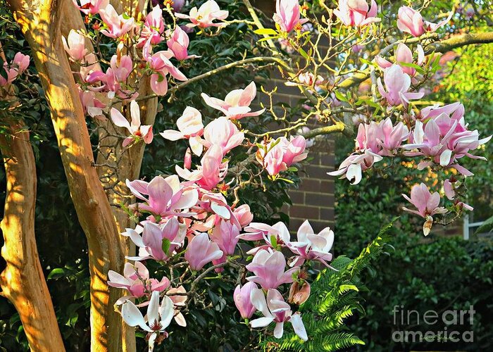 Magnolia Greeting Card featuring the photograph Magnolias And Sunshine by Leanne Seymour
