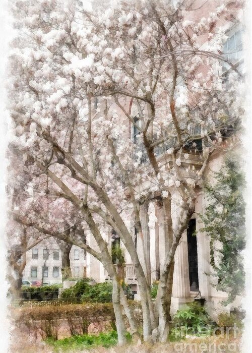 Magnolias Greeting Card featuring the photograph Magnolias in Back Bay by Edward Fielding