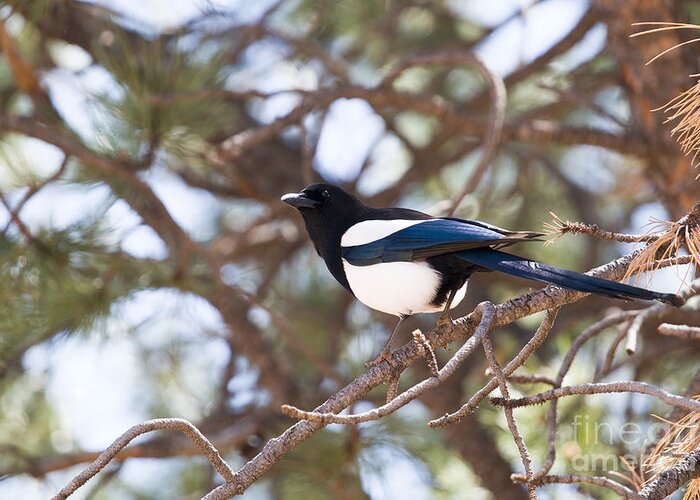 Magpie Greeting Card featuring the photograph Magpie by Steven Krull