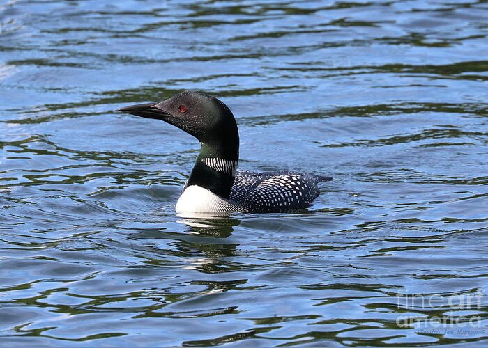 Common Loon Greeting Card featuring the photograph Maine Common Loon - Woodbury Pond by Sandra Huston