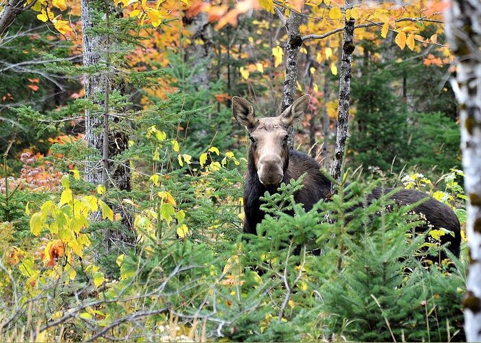 Moose Greeting Card featuring the photograph Maine Moose by Jewels Hamrick
