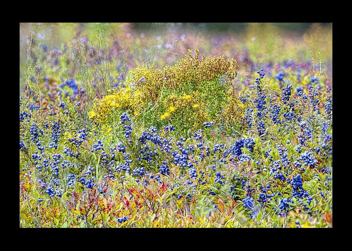 Maine Wild Blueberries Greeting Card featuring the photograph Maine Wild Blueberries by Marty Saccone