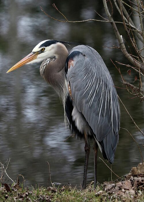Great Blue Heron Greeting Card featuring the photograph Majestic Great Blue Heron by Doris Potter