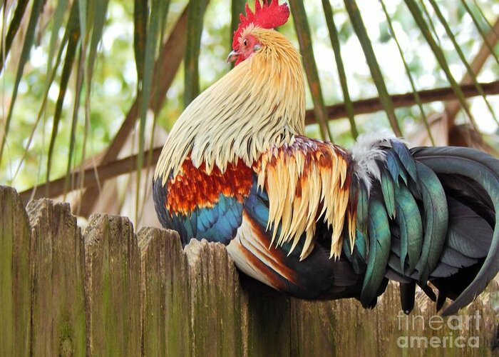 Rooster Greeting Card featuring the photograph Majestic by Jan Gelders