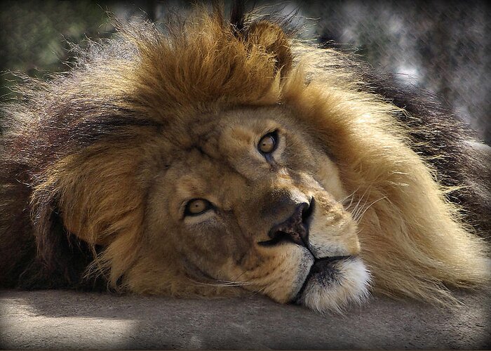 Lion Greeting Card featuring the photograph Majestic Love by Linda Mishler