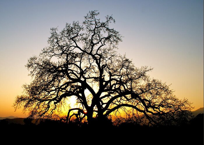 Oak Tree Greeting Card featuring the photograph Majestic Oak Tree Sunset by Liz Vernand
