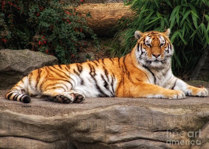 Tiger Greeting Card featuring the photograph Majestic by Shari Nees