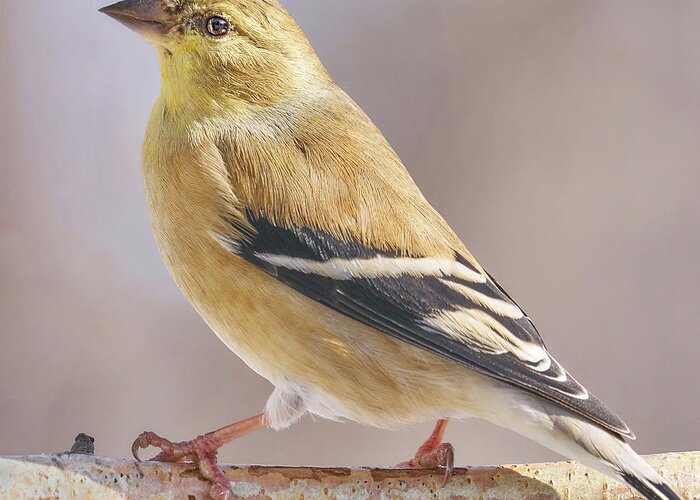 Spinus Tristis Greeting Card featuring the photograph Male American Goldfinch in winter by Jim Hughes