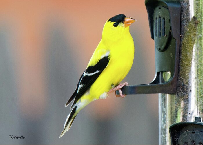 American Goldfinch Greeting Card featuring the photograph Male American Goldfinch by Tim Kathka