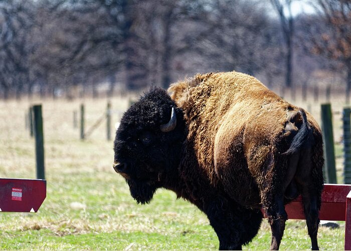 Bison Greeting Card featuring the photograph Male Bison by Peter Ponzio