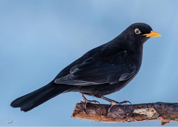 Blackbird Greeting Card featuring the photograph Male blackbird perching on a pine branch in profile by Torbjorn Swenelius