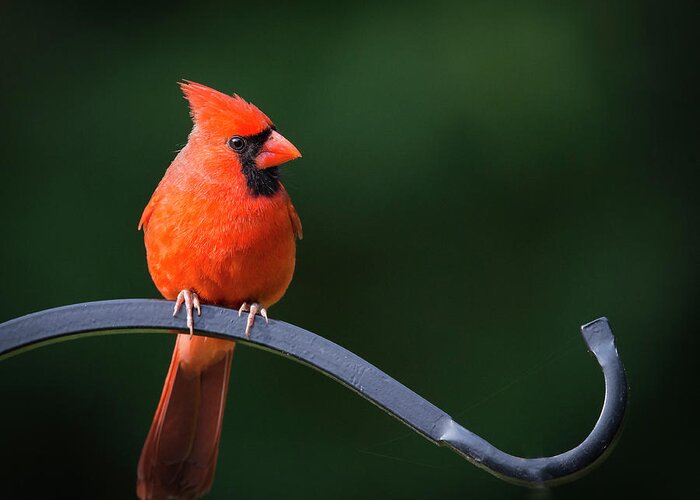 Bird Greeting Card featuring the photograph Male Cardinal at the Feeder by Phil And Karen Rispin