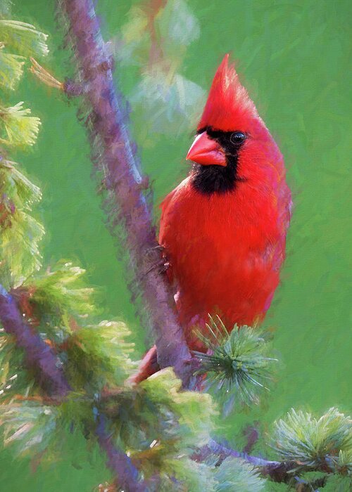 Bird Greeting Card featuring the photograph Male Cardinal by Jerry Deutsch