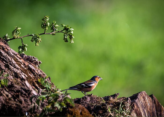 Bird Greeting Card featuring the photograph Male Chaffinch Chatting by Framing Places