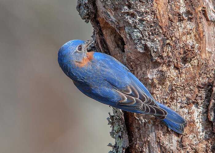 Nature Greeting Card featuring the photograph Male Eastern Bluebird at Nest Hole DSB0292 by Gerry Gantt
