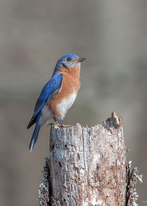 Nature Greeting Card featuring the photograph Male Eastern Bluebird Singing DSB0287 by Gerry Gantt