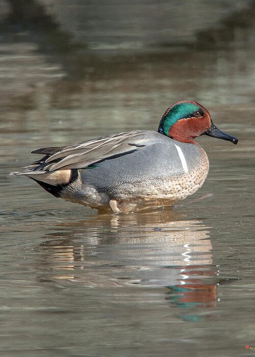 Nature Greeting Card featuring the photograph Male Green-winged Teal DWF0171 by Gerry Gantt