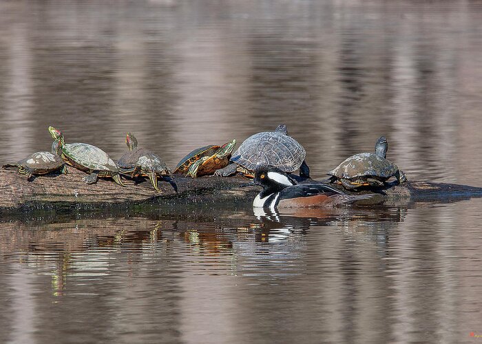 Nature Greeting Card featuring the photograph Male Hooded Merganser and Basking Red-eared Sliders DWF0163 by Gerry Gantt