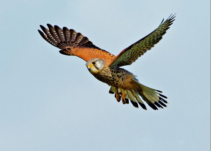 Kestrel Greeting Card featuring the photograph Male Kestrel in the wind. by Paul Scoullar
