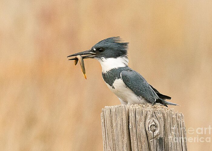 Bird Greeting Card featuring the photograph Male Kingfisher with Fresh Water Eel by Dennis Hammer