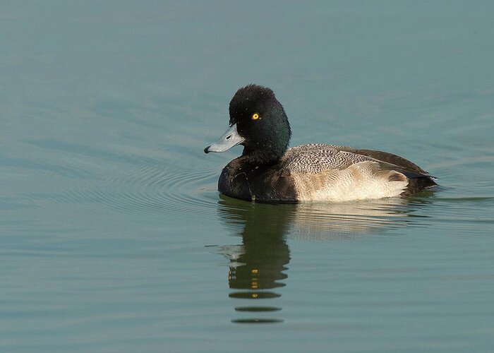 Lesser Scaup. Male Greeting Card featuring the photograph Male Lesser Scaup by Ram Vasudev