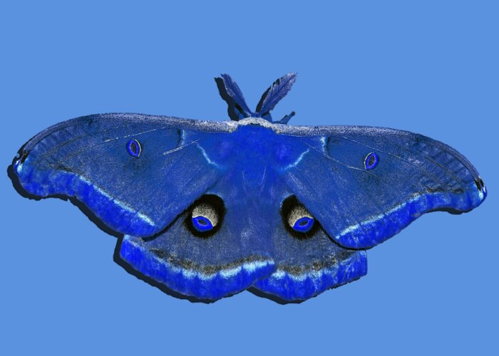 Polyphemus Moth Greeting Card featuring the photograph Male Moth Navy Blue .png by Al Powell Photography USA