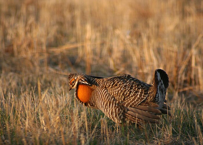 Male Greater Prairie Chicken Greeting Card featuring the photograph Male Prairie Chicken Booming by Brook Burling