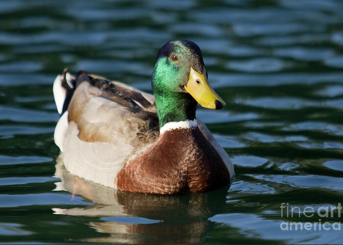 Mallard Duck In Pond Greeting Card For Sale By Dustin K Ryan,Domesticated Red Fox Pets