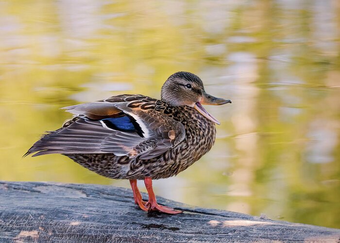 Duck Greeting Card featuring the photograph Mallard Duck by Kathy King