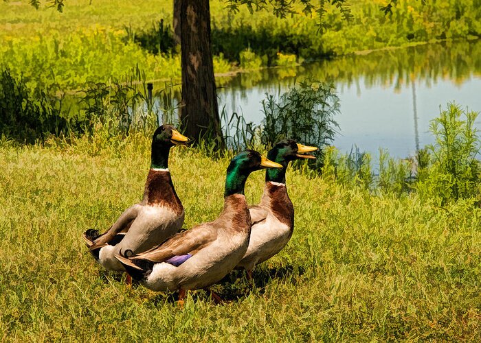 Birds Greeting Card featuring the photograph Mallard Ducks by Peggy Blackwell