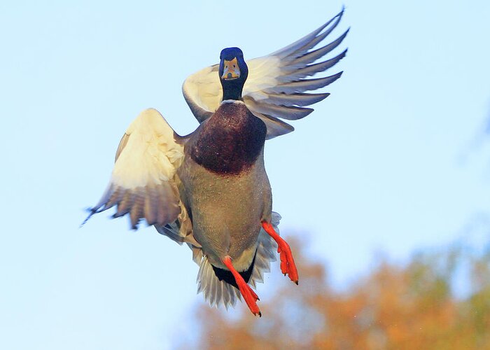 Duck Greeting Card featuring the photograph Mallard in Flight 2 by Shoal Hollingsworth