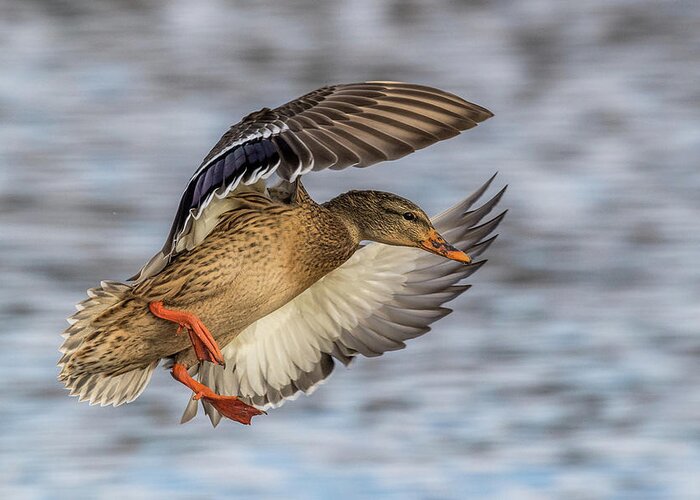 Mallard Greeting Card featuring the photograph Mallard with Cupped wings by Paul Freidlund