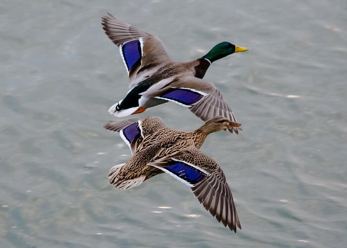 Mallards Greeting Card featuring the photograph Mallards in Flight by Holden The Moment