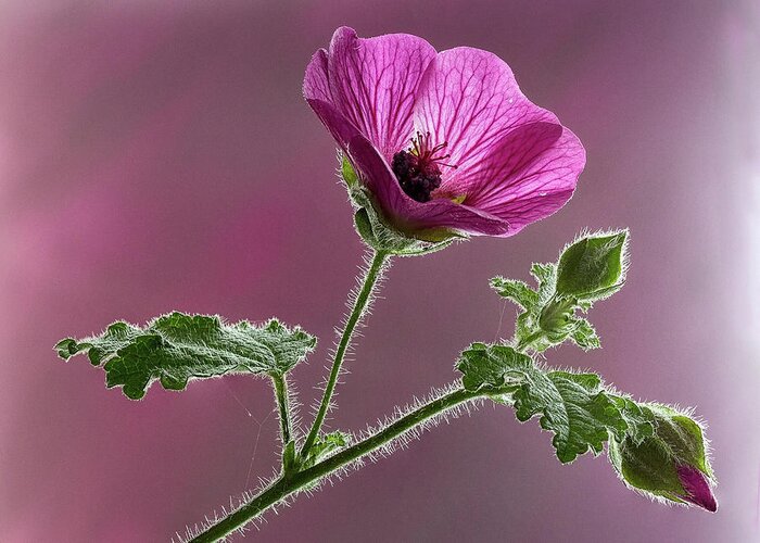 Blossom Greeting Card featuring the photograph Mallow Flower 3 by Shirley Mitchell