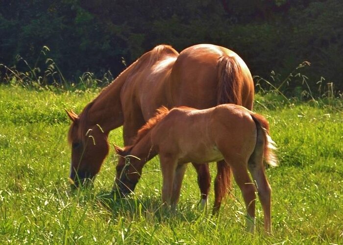 Horses Greeting Card featuring the photograph Mama and Baby by Eileen Brymer