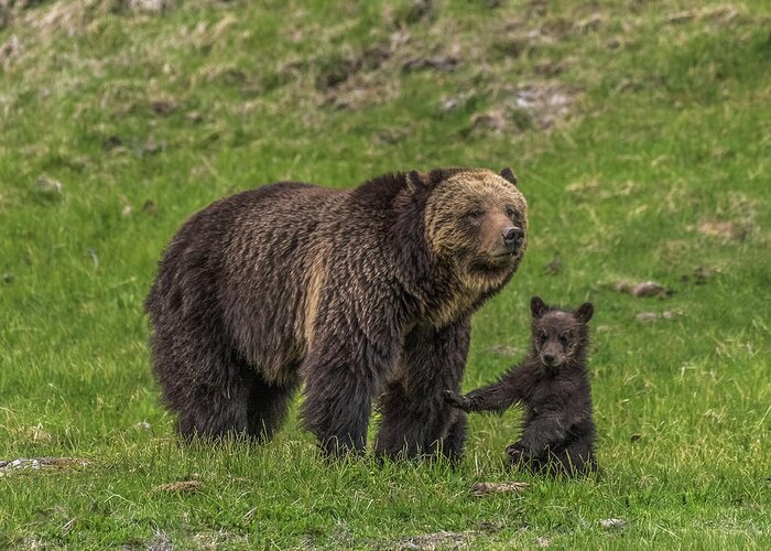 Beryl Springs Grizzly Sow Greeting Card featuring the photograph Mama Just Don't Move by Yeates Photography