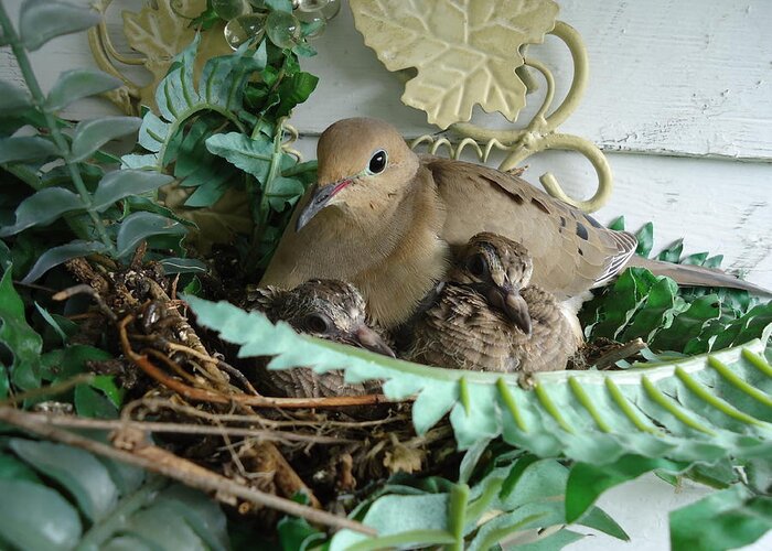 Birds Greeting Card featuring the photograph Mama Morning Dove by Leslie Manley