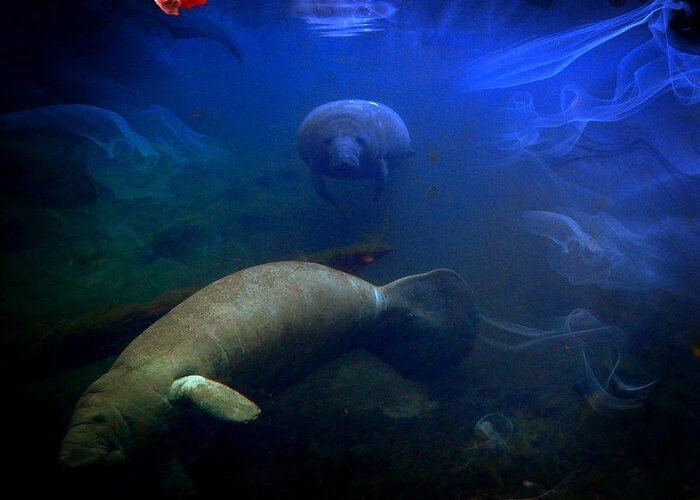 Manatee Family 1 Greeting Card featuring the digital art Manatee Fog by Sheri McLeroy
