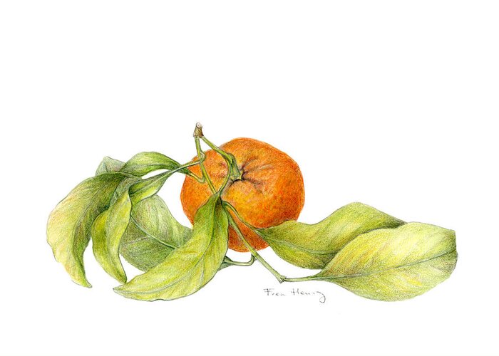 Mandarin Orange Greeting Card featuring the drawing Mandarin Orange by Fran Henig