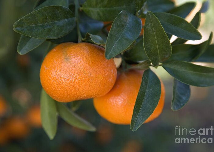 Citrus Greeting Card featuring the photograph Mandarines by Inga Spence