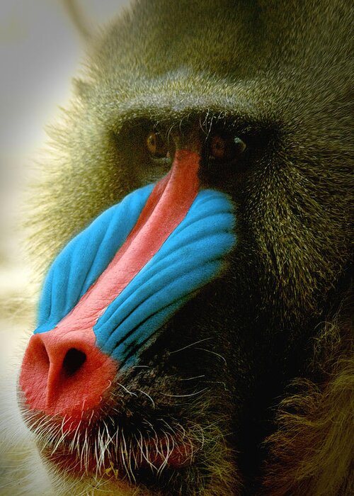 Mandrill Greeting Card For Sale By Richard Henne